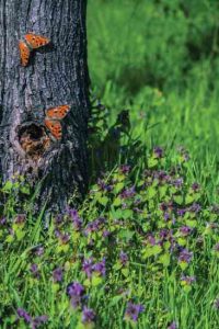 Privacy Hedges Attract Butterflies Image